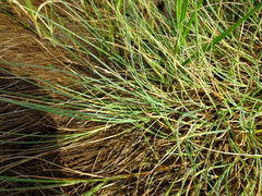 Carex mackenziei