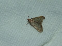 Bostra obsoletalis