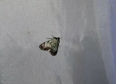 Epipaschia superatalis