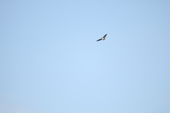 Buteo brachyurus