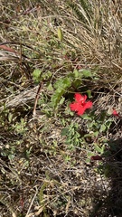 Silene laciniata