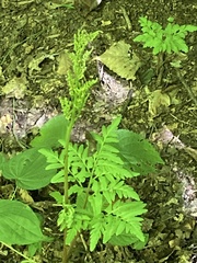 Sceptridium dissectum