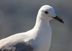 Chroicocephalus novaehollandiae