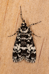 Scoparia exhibitalis