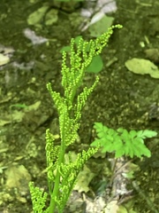 Sceptridium dissectum