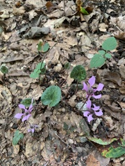 Cyclamen purpurascens