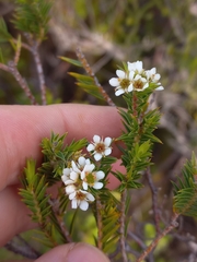 Diosma
