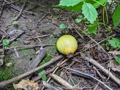 Podophyllum peltatum