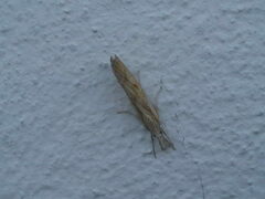 Agriphila inquinatella