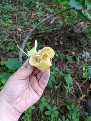 Podophyllum peltatum