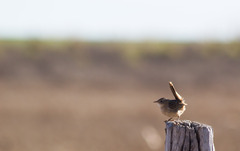 Cistothorus platensis