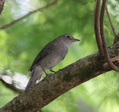 Colluricincla harmonica