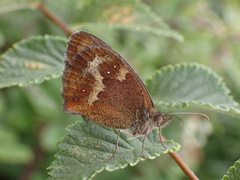 Pyronia tithonus