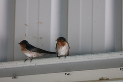 Hirundo neoxena