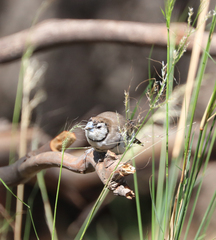Stizoptera bichenovii