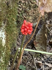 Arisaema triphyllum