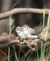 Stizoptera bichenovii