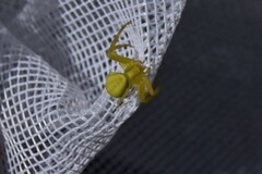 Misumena vatia