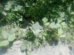 Pueraria montana