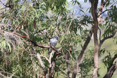 Coracina novaehollandiae