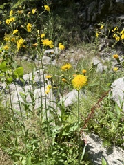 Sonchus arvensis