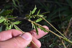 Potentilla argentea