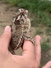 Phrynosoma cornutum