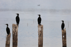 Phalacrocorax sulcirostris