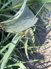 Melanoplinae
