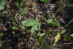 Potentilla argentea