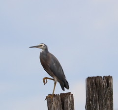 Egretta novaehollandiae