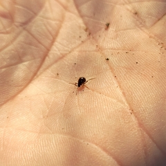 Gibbium aequinoctiale