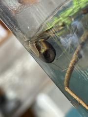 Planorbella trivolvis