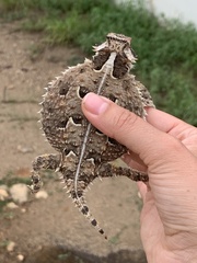 Phrynosoma cornutum