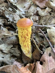 Aureoboletus betula