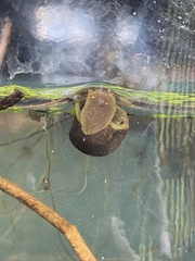 Planorbella trivolvis