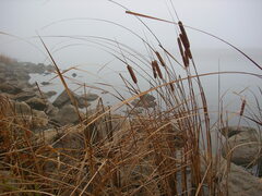 Typha angustifolia