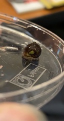 Planorbella trivolvis