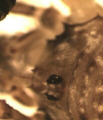 Lophopilio palpinalis