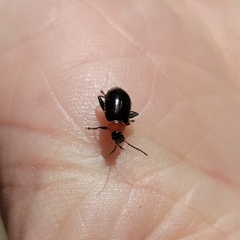 Disonycha xanthomelas