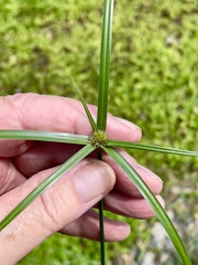 Cyperus brevifolius