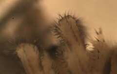 Lophopilio palpinalis