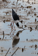 Himantopus leucocephalus