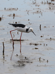 Himantopus leucocephalus