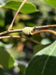 Euhexomyza schineri