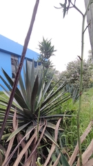 Agave vivipara