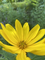 Helianthus decapetalus