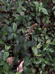 Microchilus