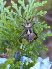 Leptoglossus clypealis