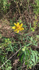 Bidens aristosa